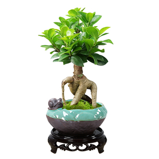 榕树盆景老桩提根办公室内桌面客厅四季常青绿植花卉盆栽好养植物