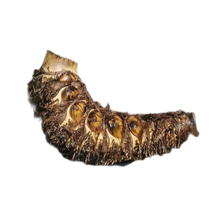 正宗大号老桩小叶簕竹养不死易活绿植盆栽室内好养四季簕竹根盆景