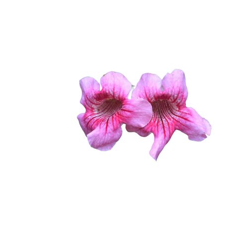 粉色凌霄花耐寒爬藤大苗美国进口四季开花卉庭院爬墙植物树苗盆栽