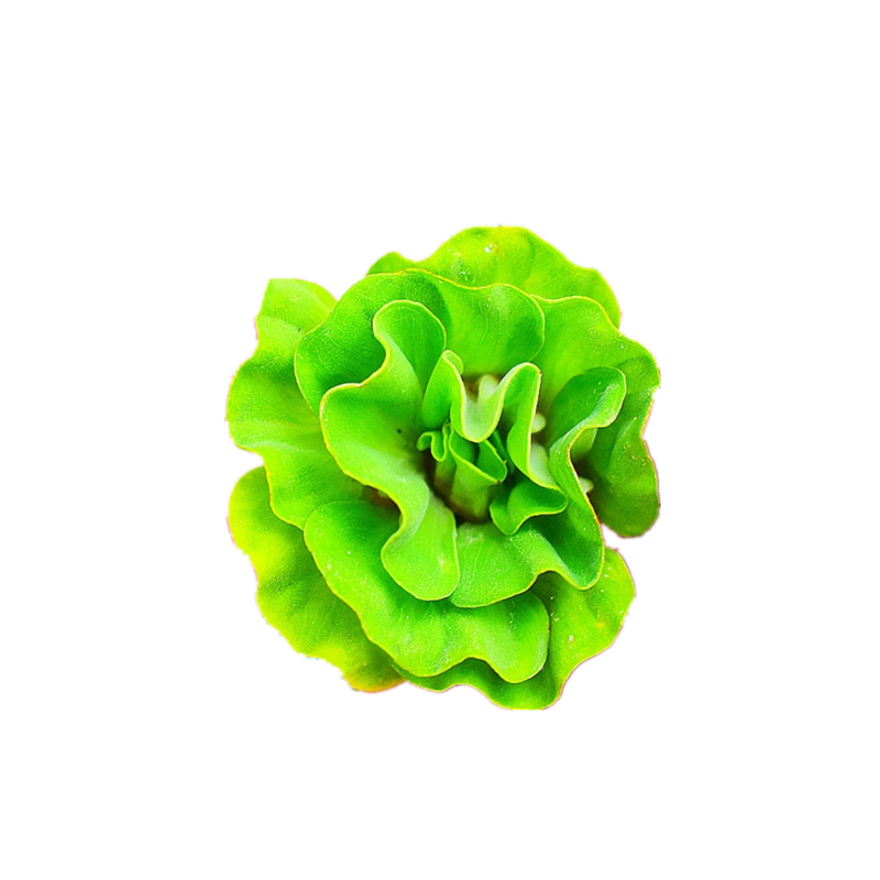 活体水草睡莲浮萍一叶莲肚兜槐叶芝麻圆叶萍净水吸收肥力四季绿植