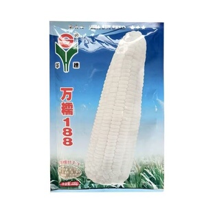 华穗万糯188白甜糯玉米种子大棒高产鲜食春秋可用大棒型粘黏苞米