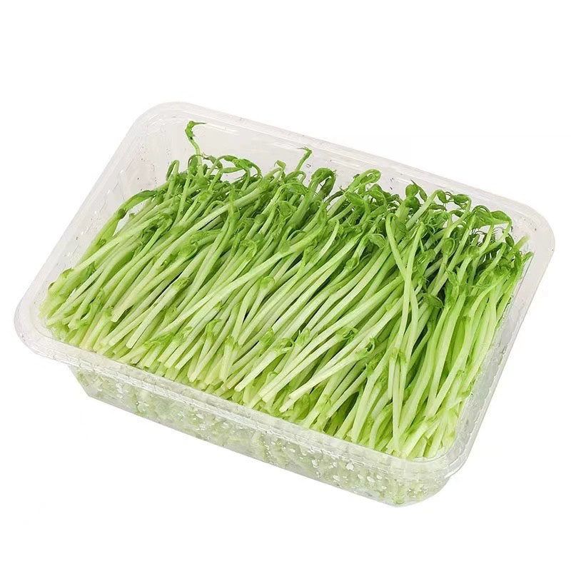 新鲜豌豆苗豆芽苗农家龙须苗豌豆尖上汤火锅蔬菜西餐沙拉绿色食材