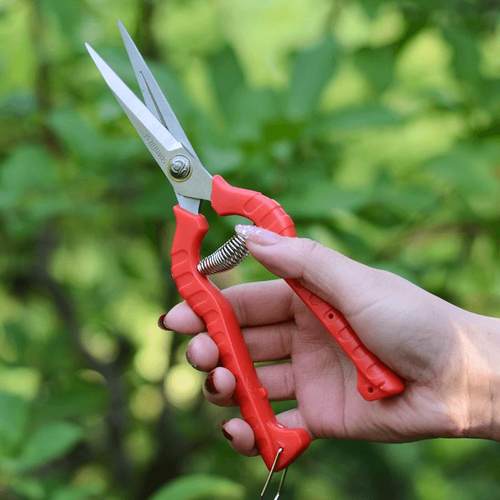 修枝剪刀专用修花剪刀修枝剪园艺月季细枝条锋利家用花剪园艺剪刀