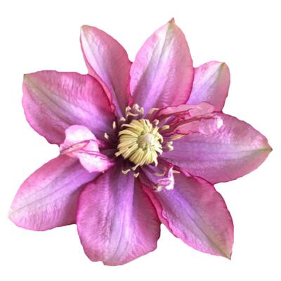 帕拉迪索铁线莲花苗盆栽爬藤藤本