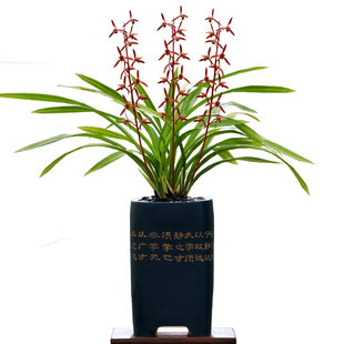 翁源兰花喜花里墨兰红花铭品中国红带花浓香好养室内绿植花卉盆栽