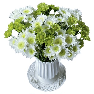 小雏菊鲜花云南基地直发鲜切花家庭办公室水养插花小菊花新鲜花束