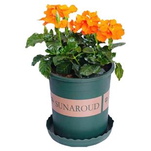 鸟尾花盆栽成品带花苞阳台庭院花园多年生木本植物耐阴耐热工程花