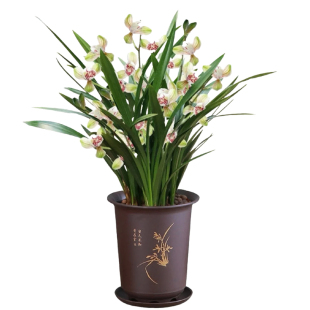 建兰朱德素名贵兰花盆栽带花苞室内花卉植物桌面高级绿植四季好养