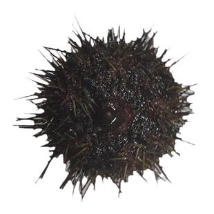 大连海鲜小平岛黄金虾夷马粪海胆鲜活小平岛黑海胆鲜活黄胆紫海胆