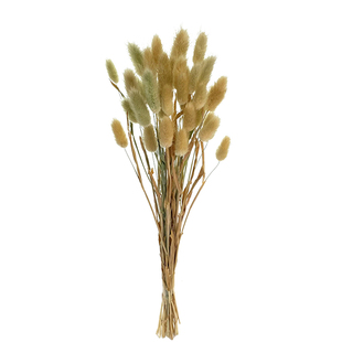 兔尾草 天然真干花花束 客厅装饰摆设ins狗尾巴草家居桌面摆件diy