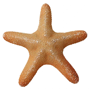 超大天然海螺贝壳胖海星标本观赏摆件家居造景收藏装饰品拍摄道具