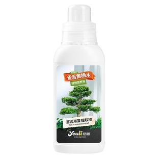 悠利雀舌黄杨木肥料专用肥植物营养液通用黄杨树大树家庭园艺肥