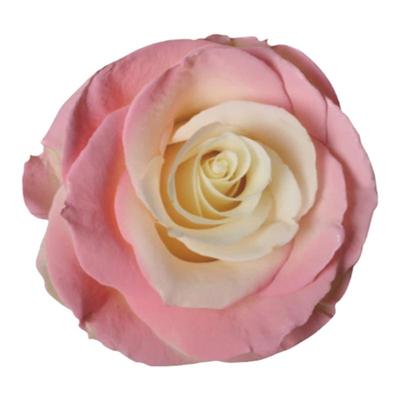 喷色剂鲜花喷雾染色剂