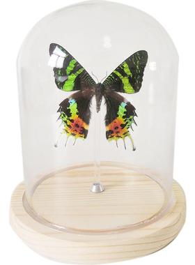 蝴蝶标本太阳蛾月亮玻璃罩永生花