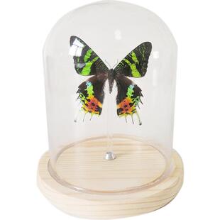 蝴蝶标本 太阳蛾 月亮蛾 水晶球玻璃罩飞蛾永生花摆件生日礼物