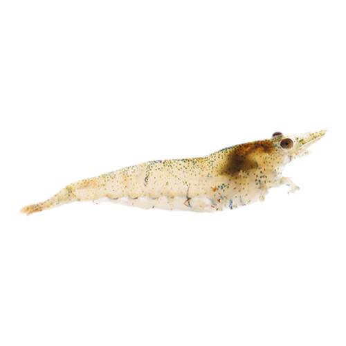 原生除藻虾淡水工具虾黑壳大河藻红鼻虾秀丽白水晶虎纹蜜蜂虾活体