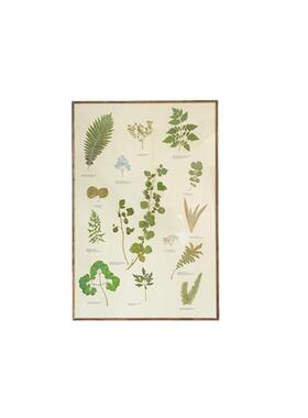 装饰画实木植物标本复古画框