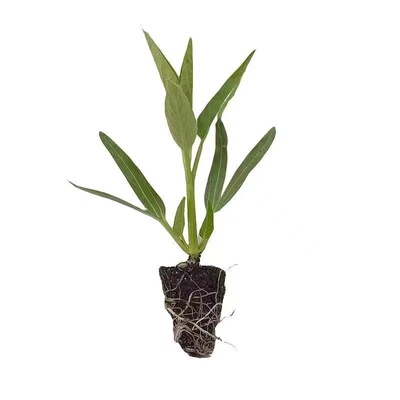 西瓜苗超大种苗四季种植盆栽