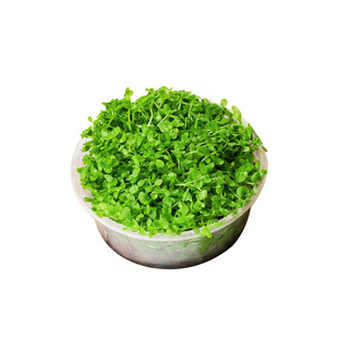 前景草爬地矮珍珠鱼缸水草植物真草活净水阴性草新手无菌杯牛毛