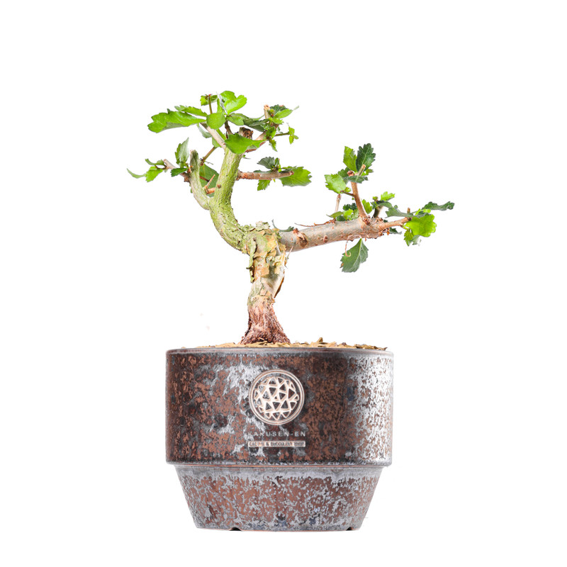 绿植盆栽怀特没药阳台植物芳香