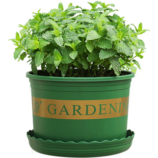 小叶薄荷盆栽食用薄荷绿植好养活柠檬猫薄荷可食用四季室内种植