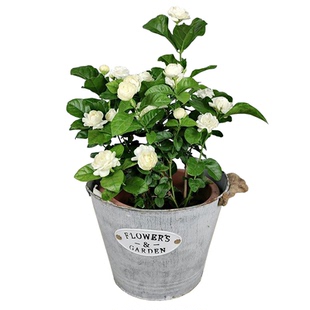 天狼茉莉花虎头宝珠茉莉室内浓香净化空气观赏性植物室内盆栽绿植