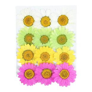 中号晶菊干花押花压花香薰腊片蜡烛手工植物标本滴胶干花手机壳