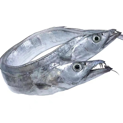 野生舟山新鲜小眼睛带鱼顺丰发货