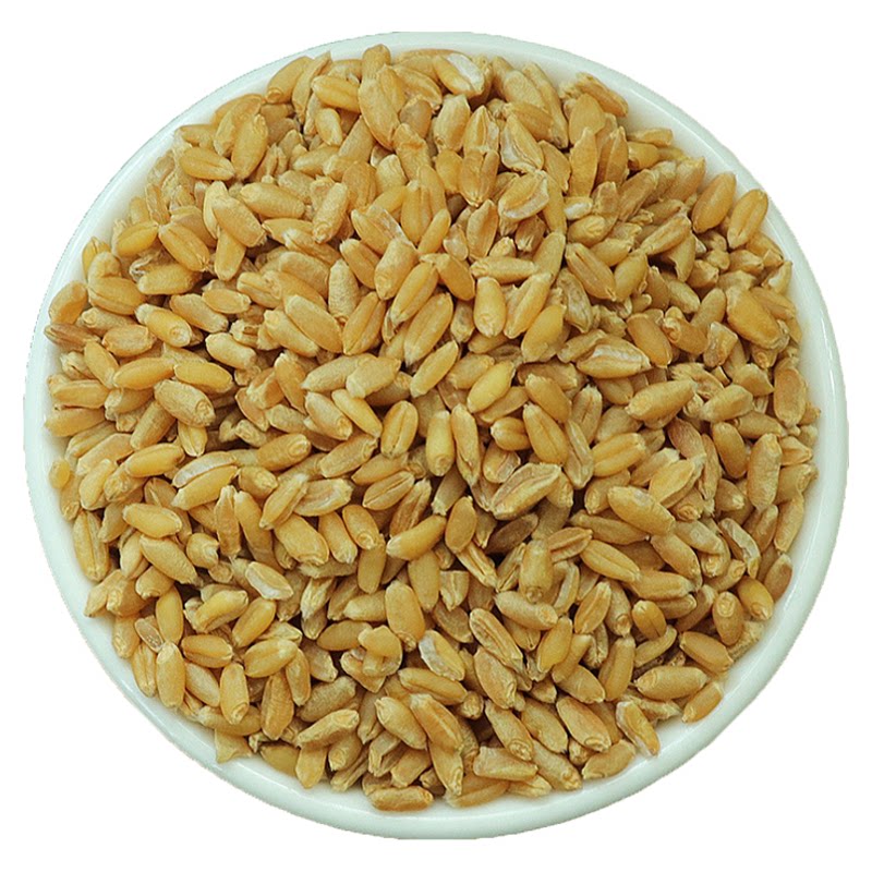 浮小麦2斤1000g正宗干瘪小