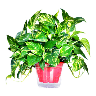 新品花叶绿萝盆栽室内除甲醛植物水培绿箩绿植盆景吸水盆栽花卉