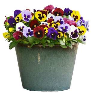 三色堇花种子猫儿脸猴面花鬼脸花多年生阳台盆栽四季易种花卉种籽