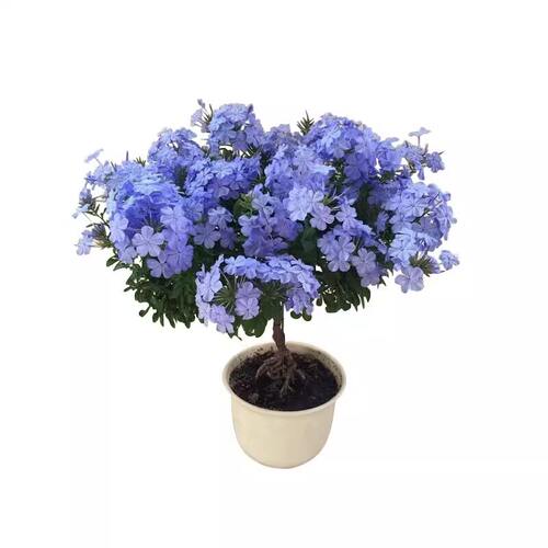 蓝雪花大苗盆栽地栽鲜花卉绿植室内带花苗阳台爬藤耐热四季好养