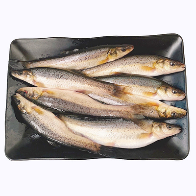 【顺丰发货】正宗东北鲜活柳根鱼特产黑龙江开江开河大柳根鱼冷冻