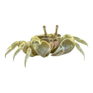 迷你辣椒蟹活体深水观赏蟹吃虫除藻淡水蟹鱼缸爬宠豆豆蟹宠物螃蟹