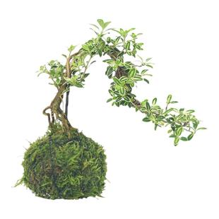 苔玉六月雪造型盆景苔藓球微景观懒人好养水培绿植室内桌面花卉