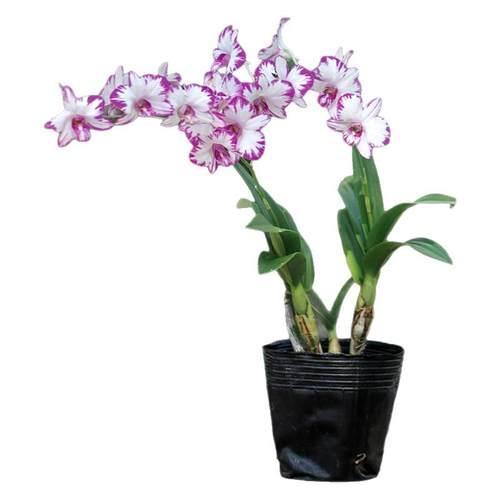 白泼墨石斛兰带花苞出售香水石斛兰盆栽四季室内好养绿植阳台花卉