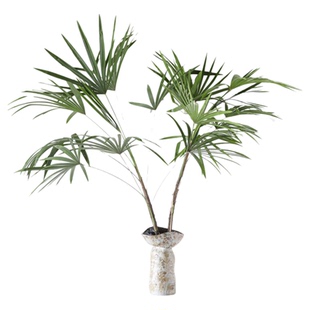 乐需水培棕竹带根大型水养植物侘寂风绿植四季桌面氛围金山棕竹