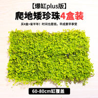Fish tank landscaping, water plants, foreground, creeping ground, low pearl lawn, mini cowhide ground, Japanese pearl grass, beginner plants thumbnail 6