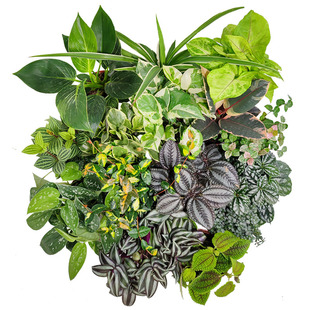 幼儿园植物小盆栽轮叶豆瓣绿BB草冷水花棕竹菖蒲吐烟花九里香竹柏