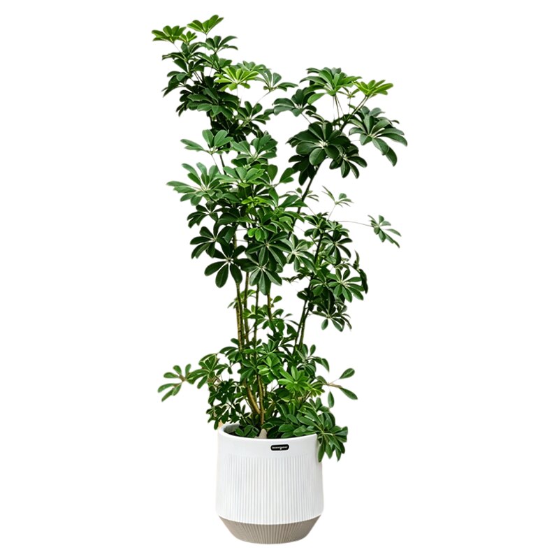 鸭脚木客厅绿植大八方来财鹅掌财