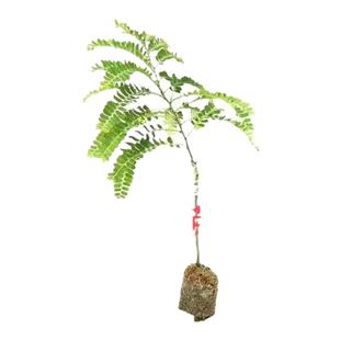 嫁接潮汕油甘苗崩坎柿饼甜油柑树苗特级甜油甘苗赤皮余甘果橄榄苗