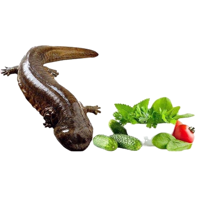 食用7斤娃娃鱼人工养殖