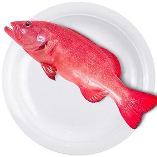 东星斑鲜活红石斑鱼深海野生冰鲜大石斑鱼新鲜海钓海鱼1.8-2斤/条