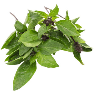 九层塔新鲜金不换鱼香草食用三杯鸡冬阴功香料菜西餐食材非罗勒叶