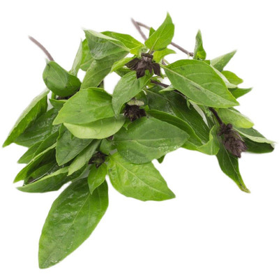 三杯鸡西餐食材九层塔新鲜金不换