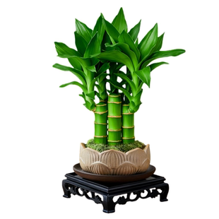 风水富贵竹植物客厅招财文昌竹盆栽中式盆景转运竹观音竹室内绿植