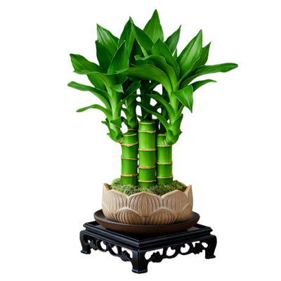 富贵竹植物客厅招财文昌竹