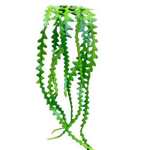 室内绿植鱼骨令剑多肉植物室内植物喜阴凉通风喜湿夏季开花水培