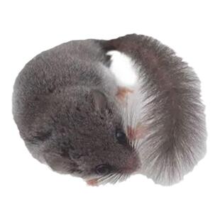西班牙睡鼠拇指鼠自家繁殖幼崽活物学生宿舍口袋粘人小萌宠物包活