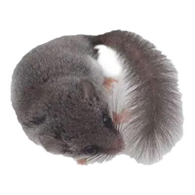 【包活到家】萌宠西班牙睡鼠